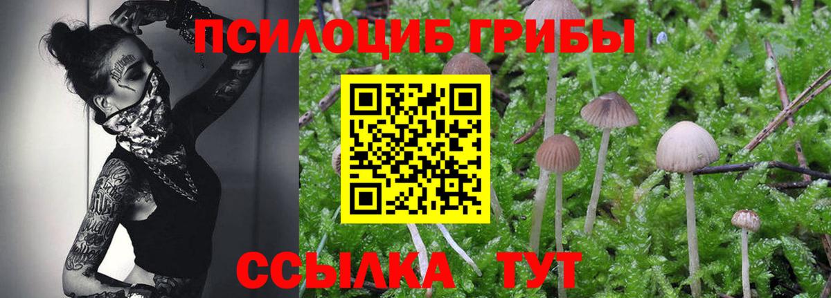 Сердобск  Псилоцибиновые грибы мицелий  Вход с VPN 